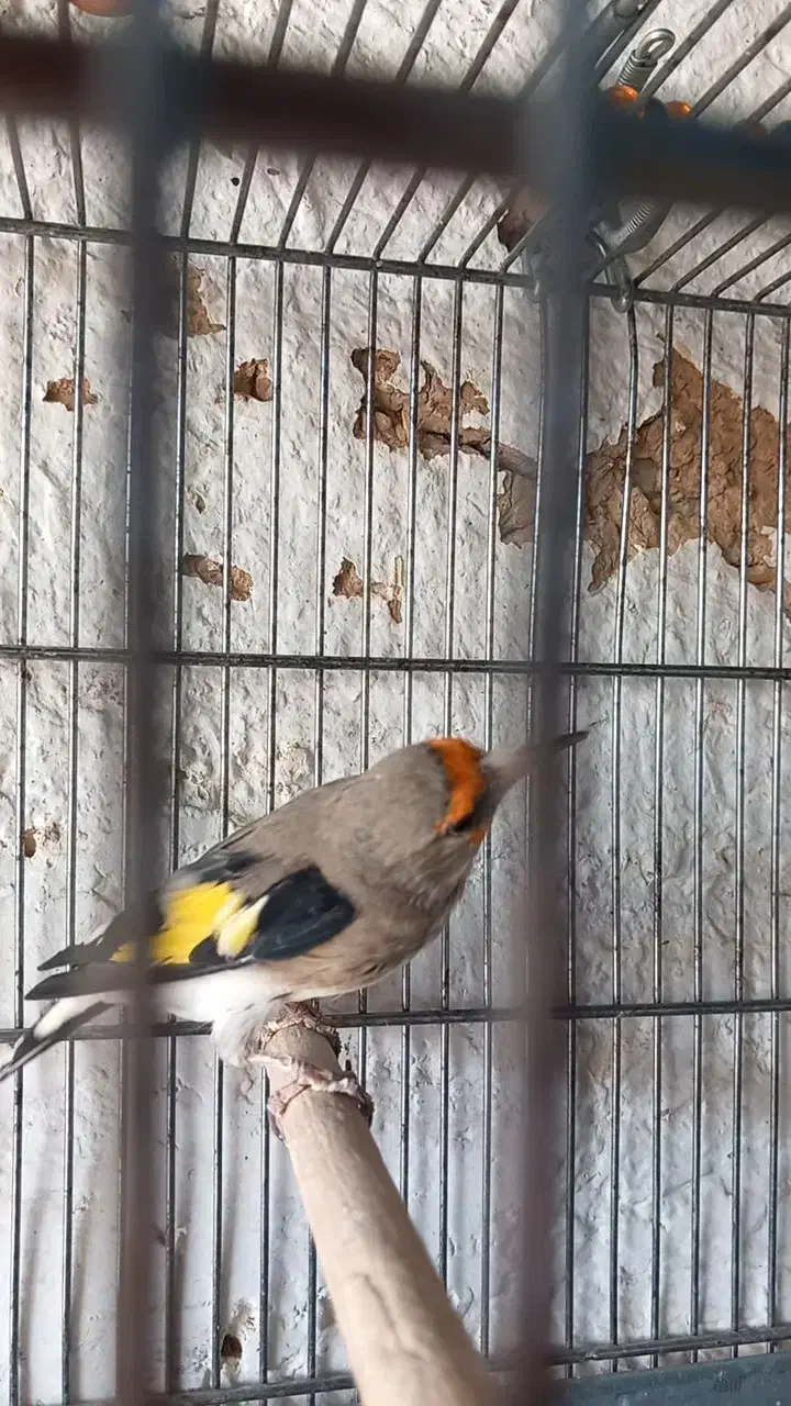 سهره کرمونی نر ب شرط|پرنده|برخوار, |دیوار