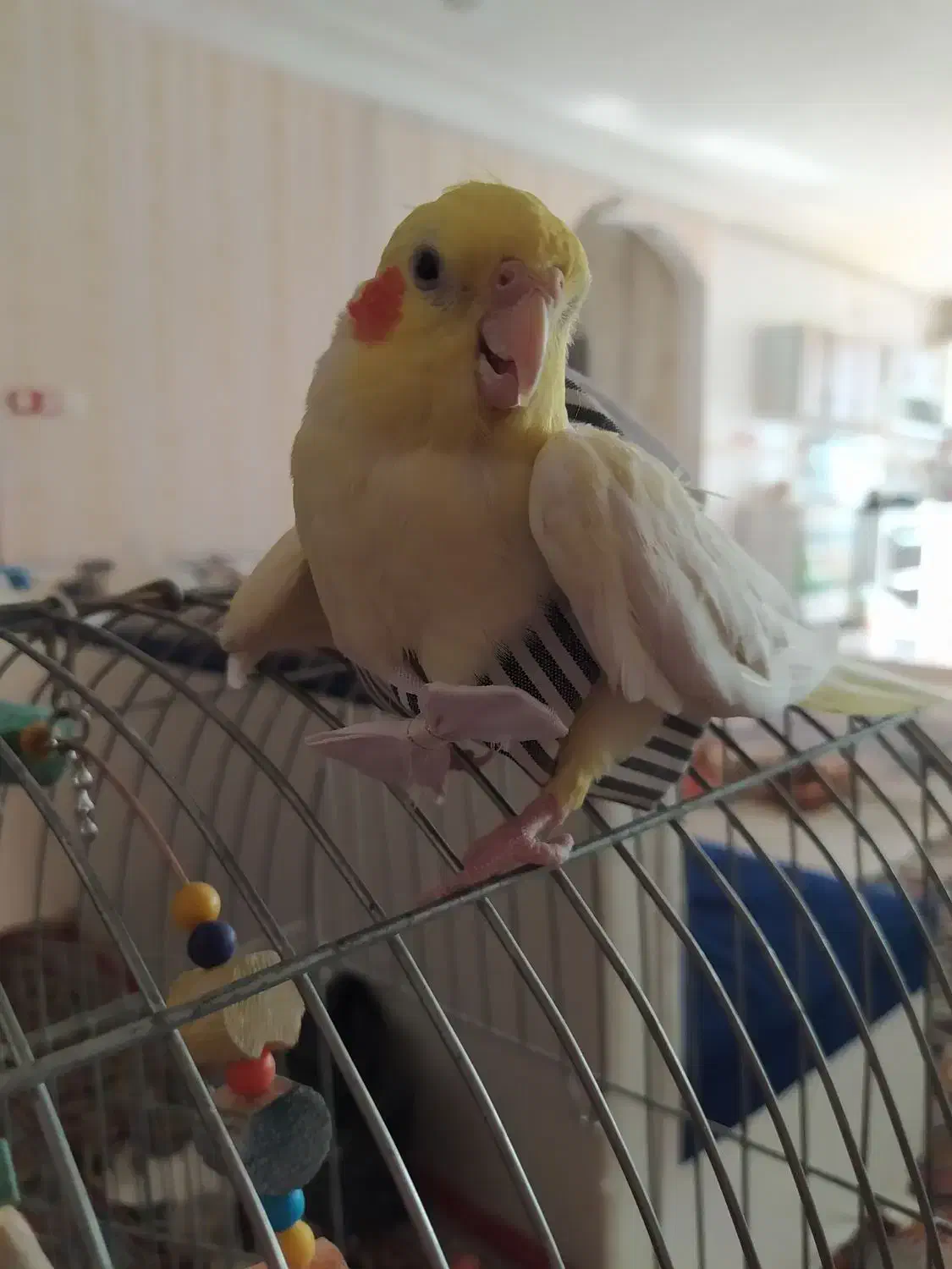 عروس هلندی ماده|پرنده|کرمانشاه, |دیوار