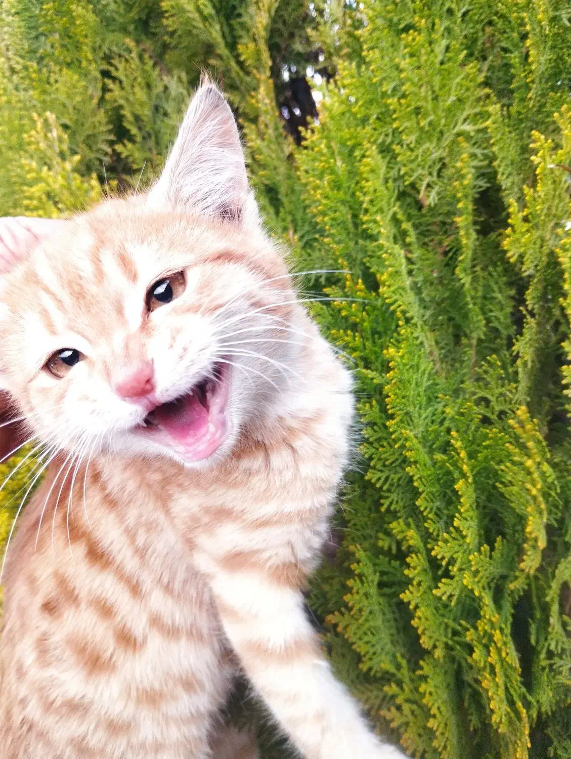 واگذاری بچه گربه|گربه|کرمانشاه, |دیوار