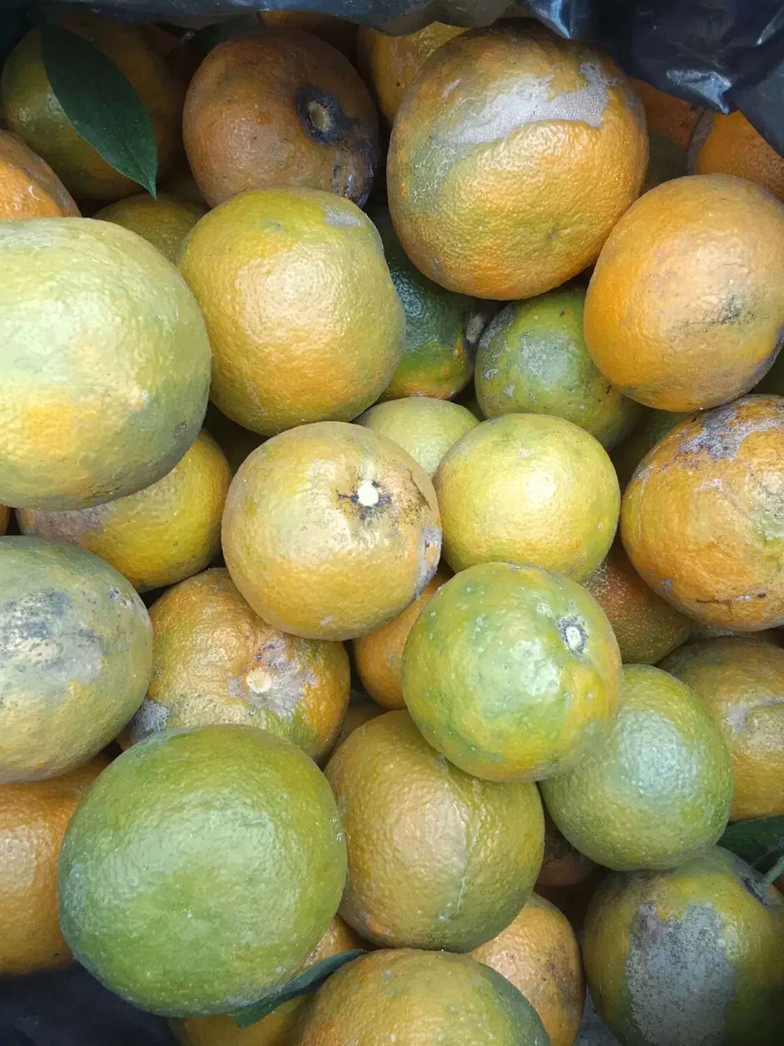 آب نارنج خالص درجه ۱|خوردنی و آشامیدنی|بابلسر, |دیوار