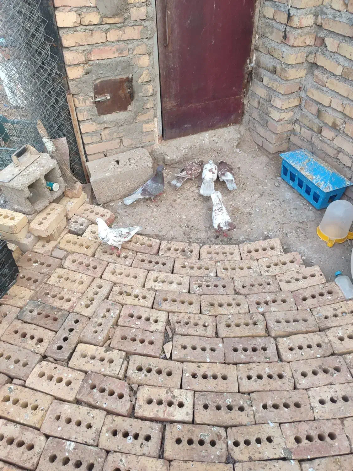 ۶ عدد کبوتر|پرنده|مرند, |دیوار