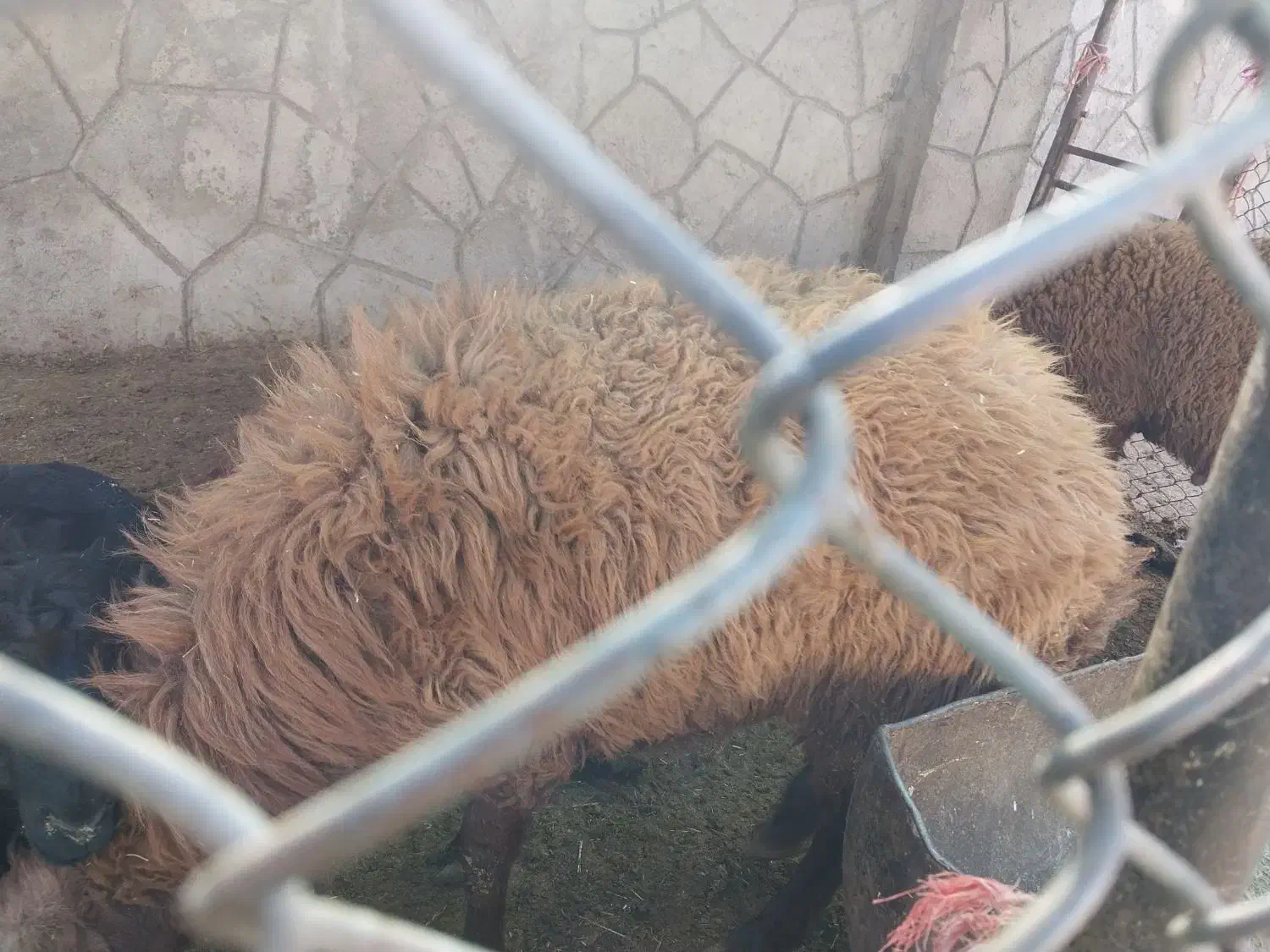 فروش بره نر کشتاری|حیوانات مزرعه|چادگان, |دیوار