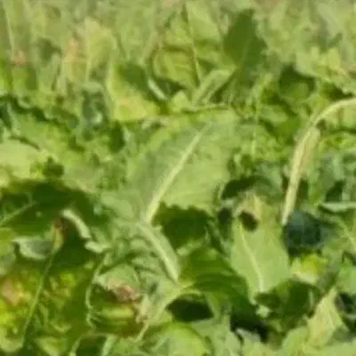 25تن چقندر عالی درجه یک|عمده‌فروشی|هلالی, |دیوار