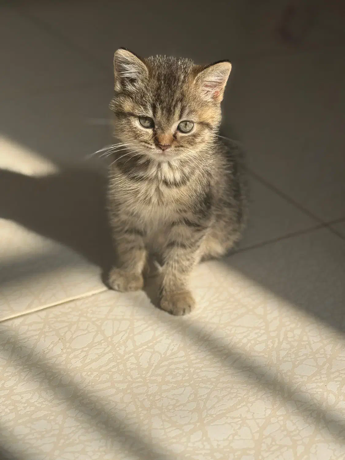 بچه گربه بریتیش|گربه|ساری, |دیوار