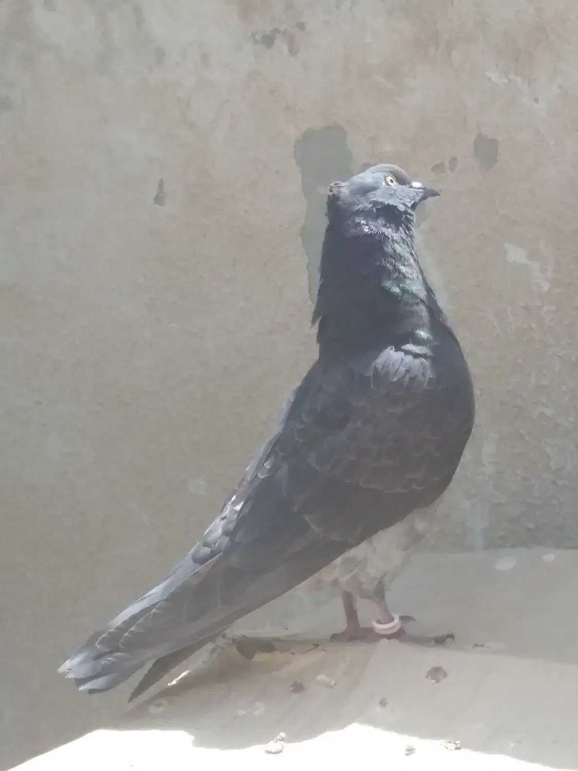 کبوتران|پرنده|شاهین‌شهر, فدک|دیوار