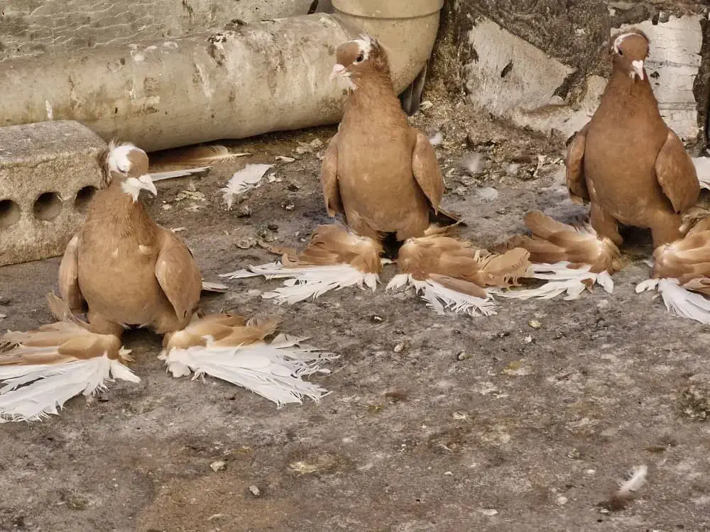 خاصا قوش|پرنده|صوفیان, |دیوار