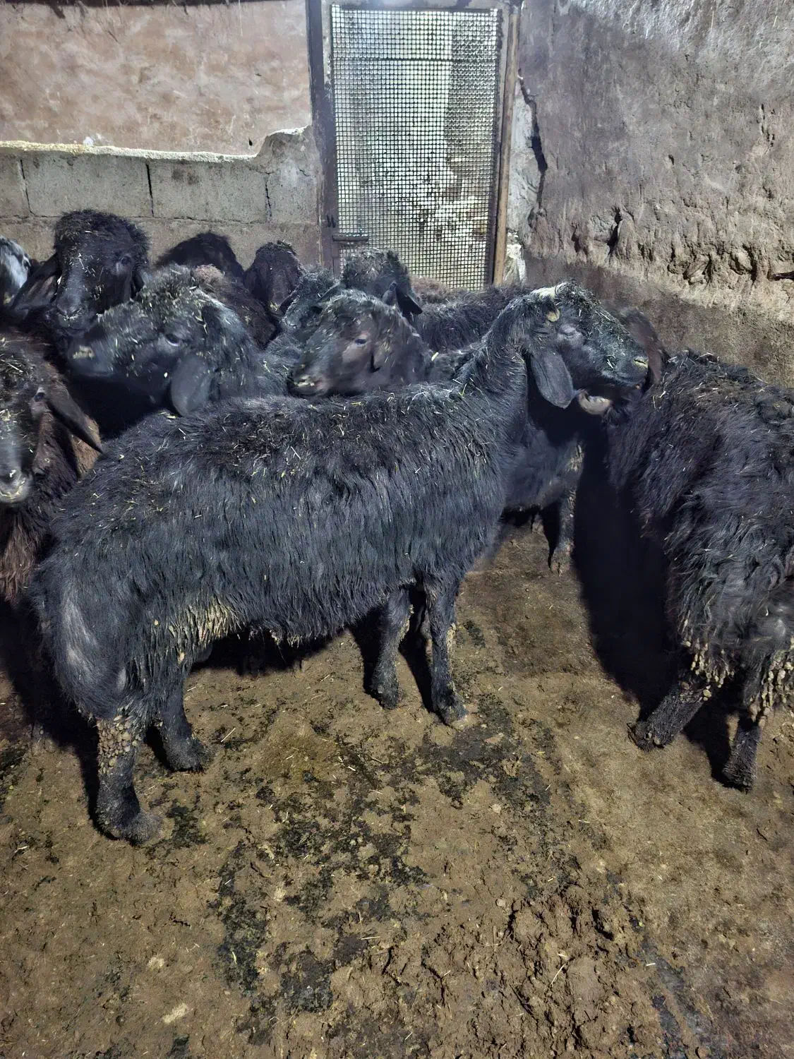 بره افشار|حیوانات مزرعه|دهگلان, |دیوار