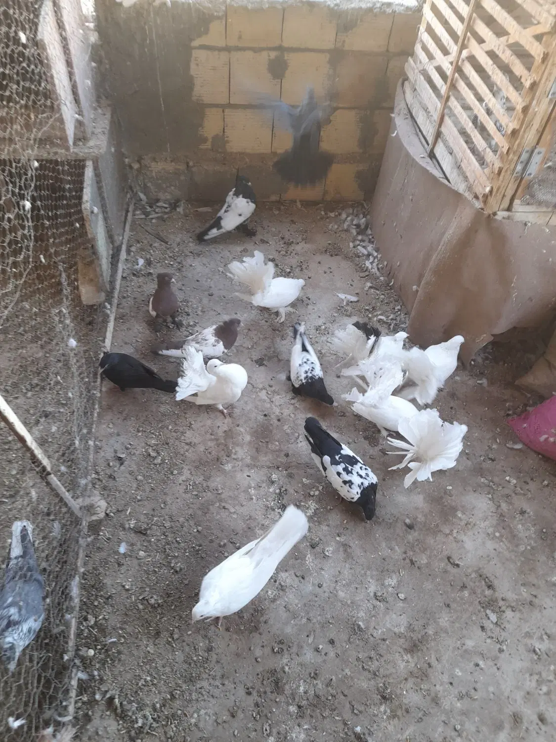 کفتر|پرنده|مبارکه, |دیوار