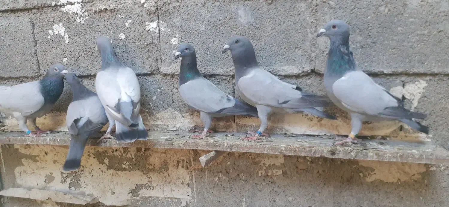 فروش سبز بی خط|پرنده|کوه چنار, |دیوار