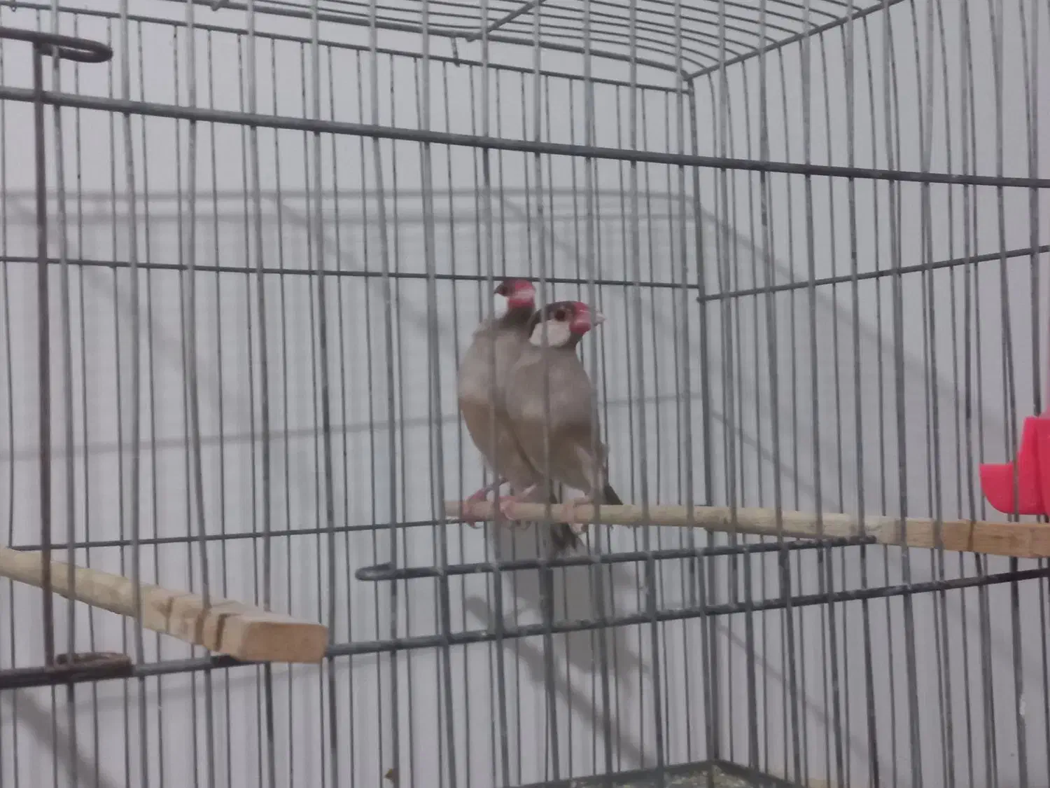 یک جفت نرگسی شکلاتی مولد|پرنده|پاکدشت, شهرک امام رضا|دیوار