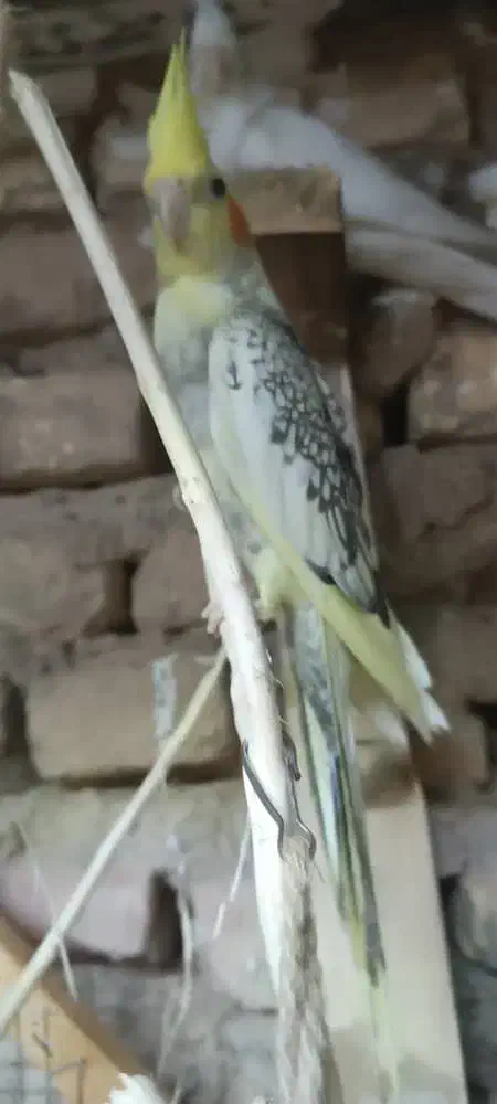 عروس پاریس|پرنده|سوسنگرد, |دیوار