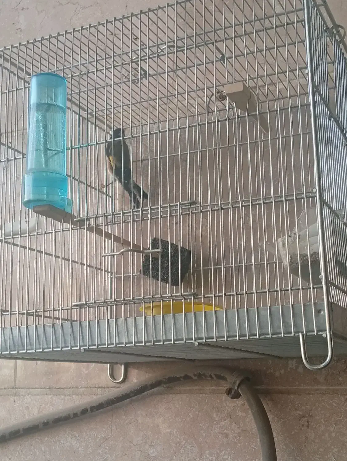 سهره|پرنده|گلستان (تهران), |دیوار