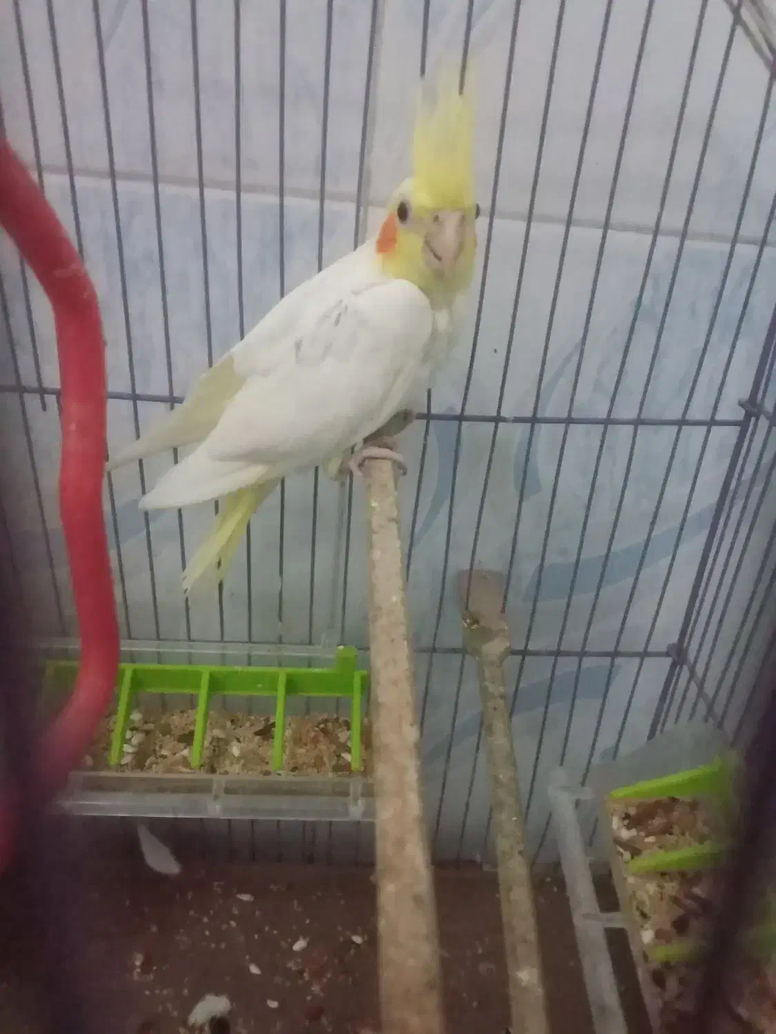 عروس هلندی با یکی از بچه هاش|پرنده|علیآباد کتول, |دیوار