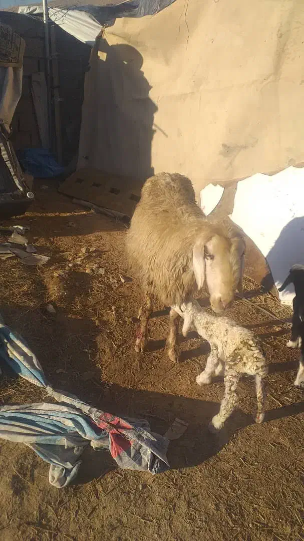 گوسفند|حیوانات مزرعه|شیراز, جوادیه|دیوار