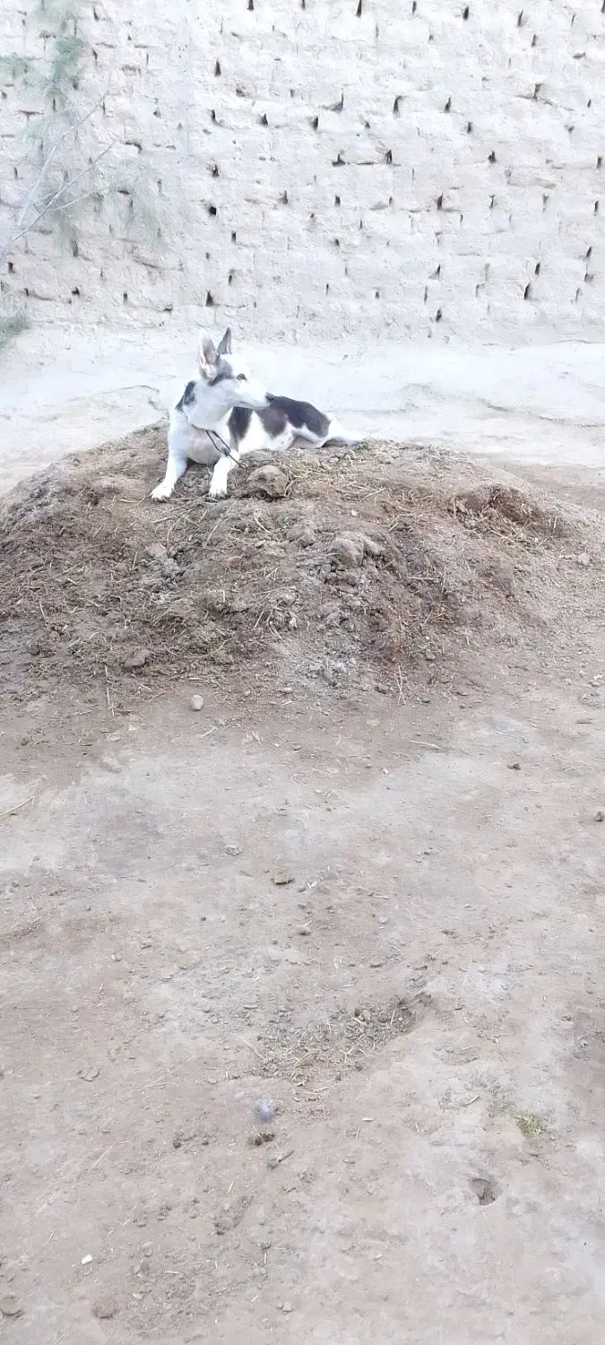 توله پا کوتاه (ماده) و جفت کبوتر|سگ|زهک, |دیوار