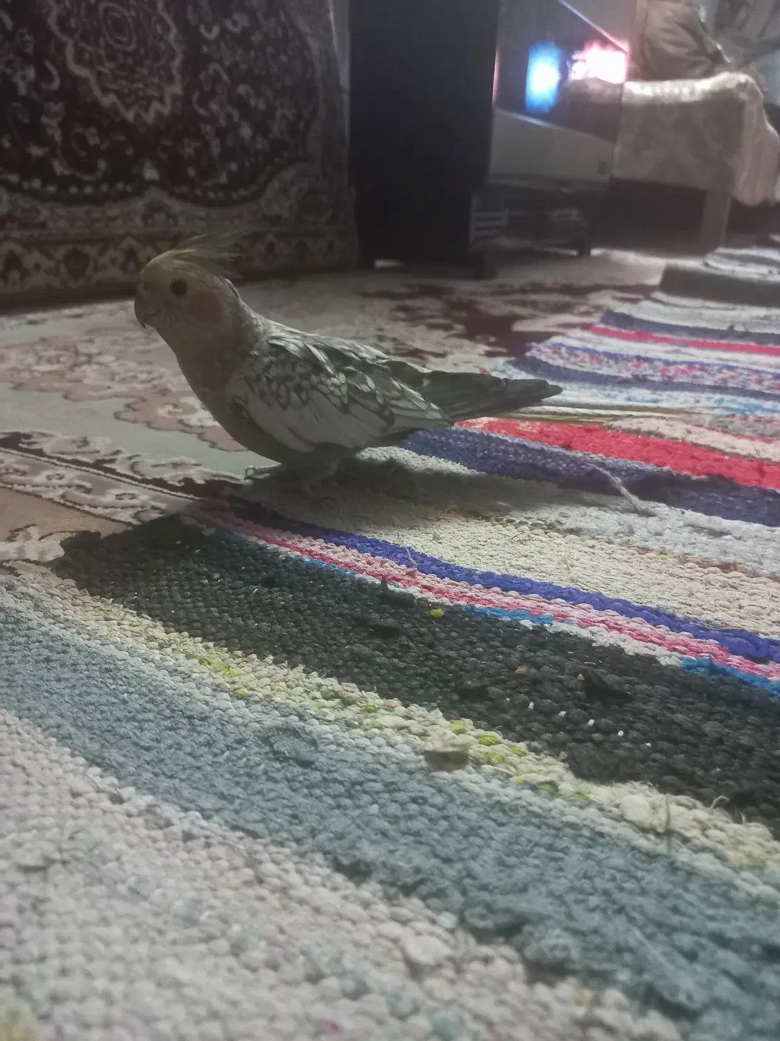 عروس هلندی دستی|پرنده|ساوه, |دیوار