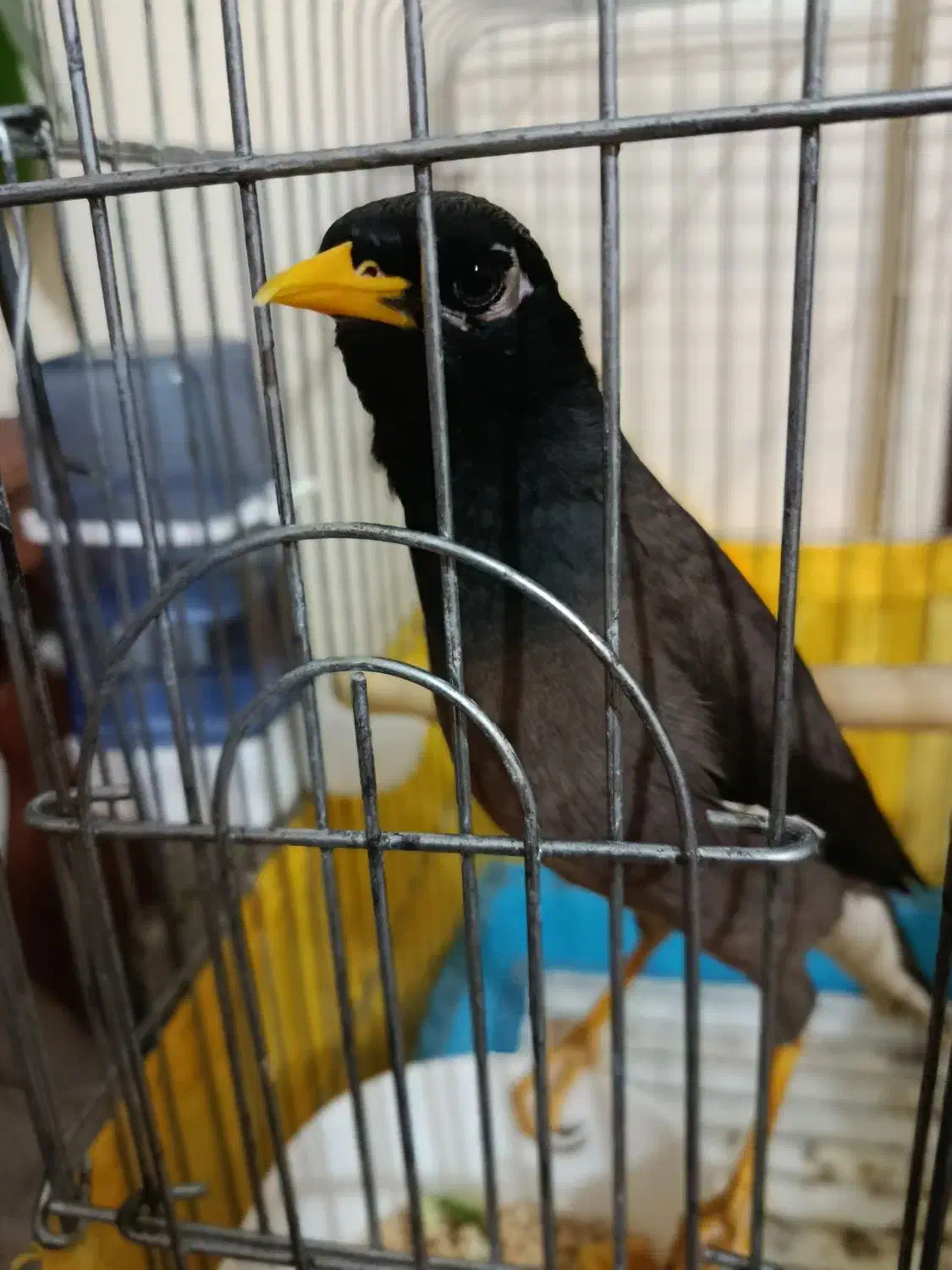 جوجه مرغ مینا نر 5 ماهه دستی با قفس|پرنده|قدس, شهرقدس|دیوار