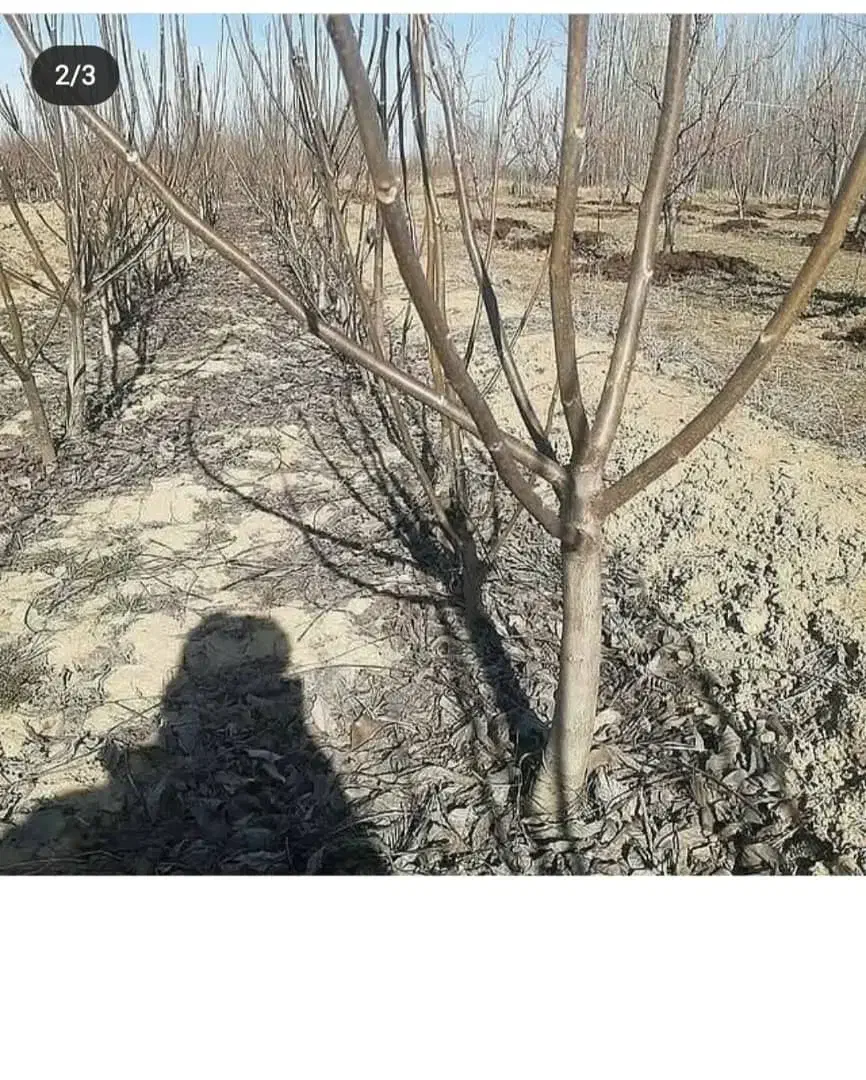 نهالستان بادام صنوبر گردو|خدمات باغبانی و درختکاری|اردبیل, |دیوار