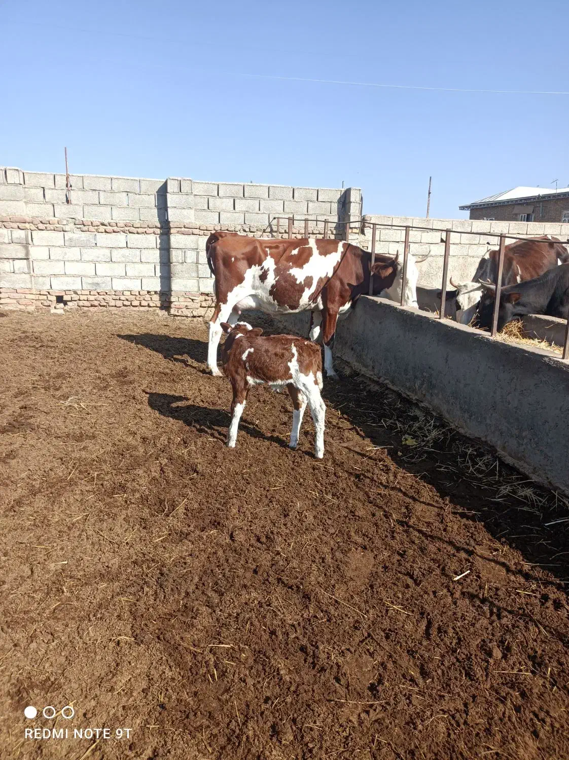 گاو گوساله دار شکم دوم 15کیلوشیر دارد گوساله نر|حیوانات مزرعه|گنبد کاووس, |دیوار