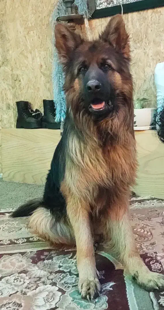 ژرمن نر کینگ عالی|سگ|شیراز, محمدیه|دیوار