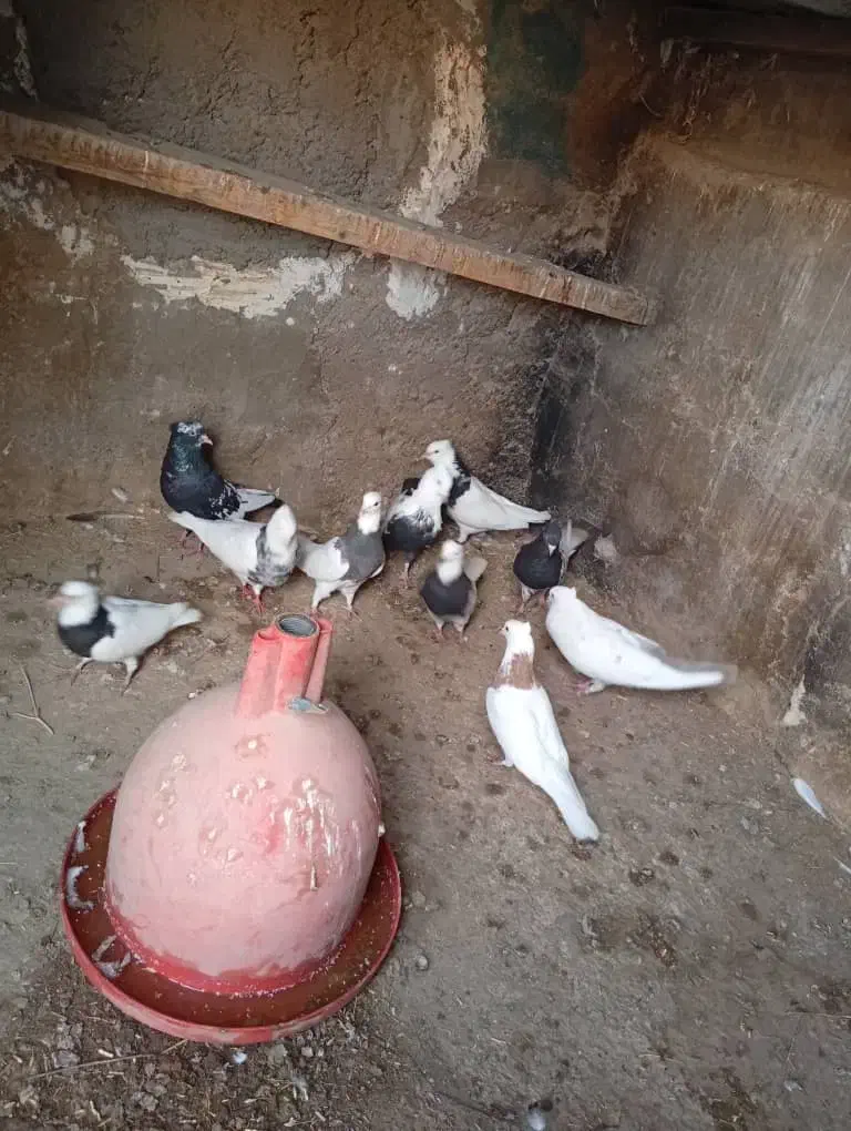 فروش کبوتر رنگی|پرنده|باوی, |دیوار