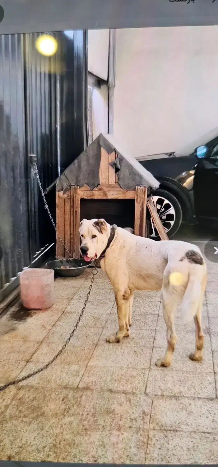 سگ الابای|سگ|شهریار, شهریار|دیوار