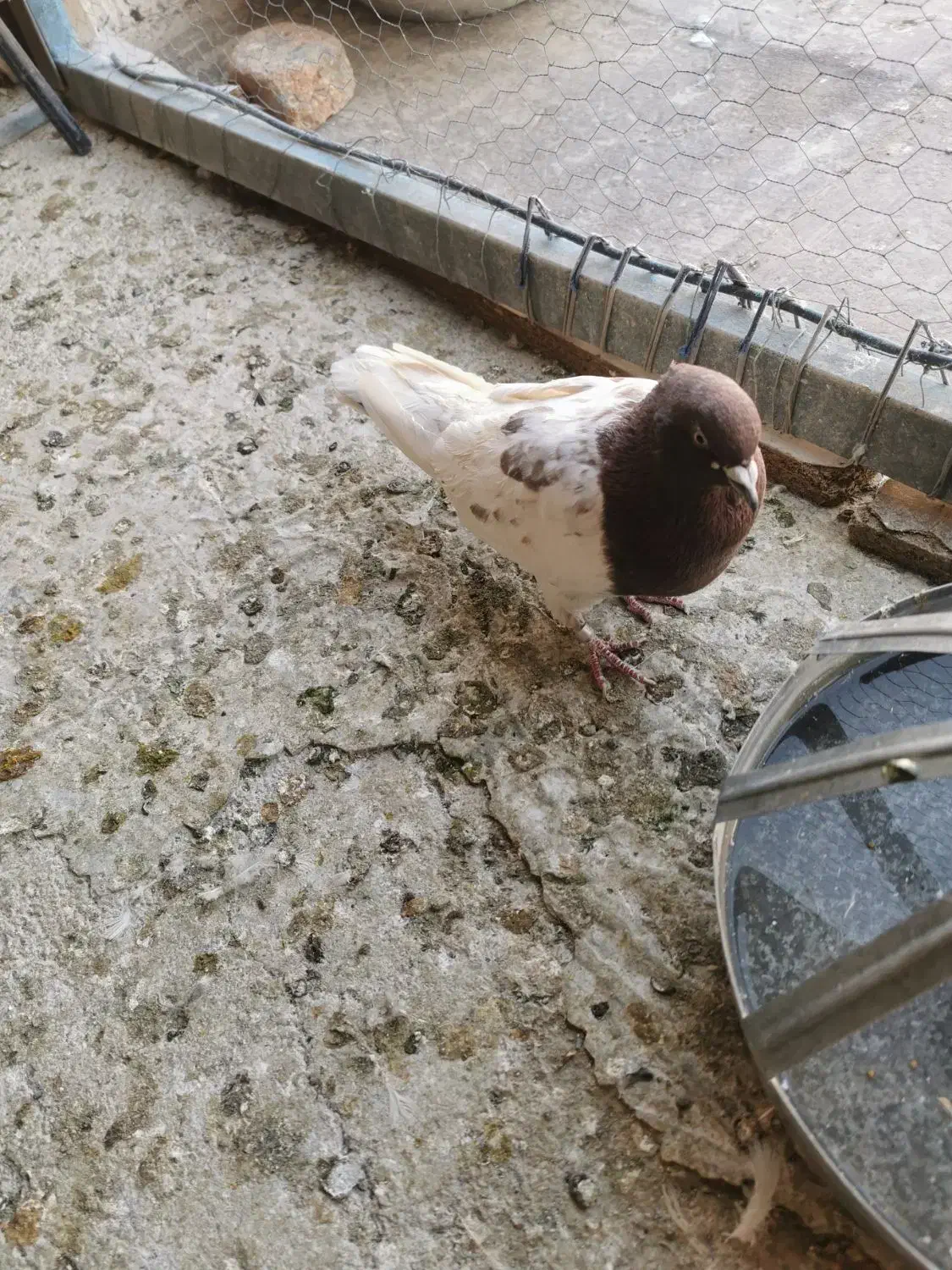 کفتر|پرنده|ایواوغلی, |دیوار