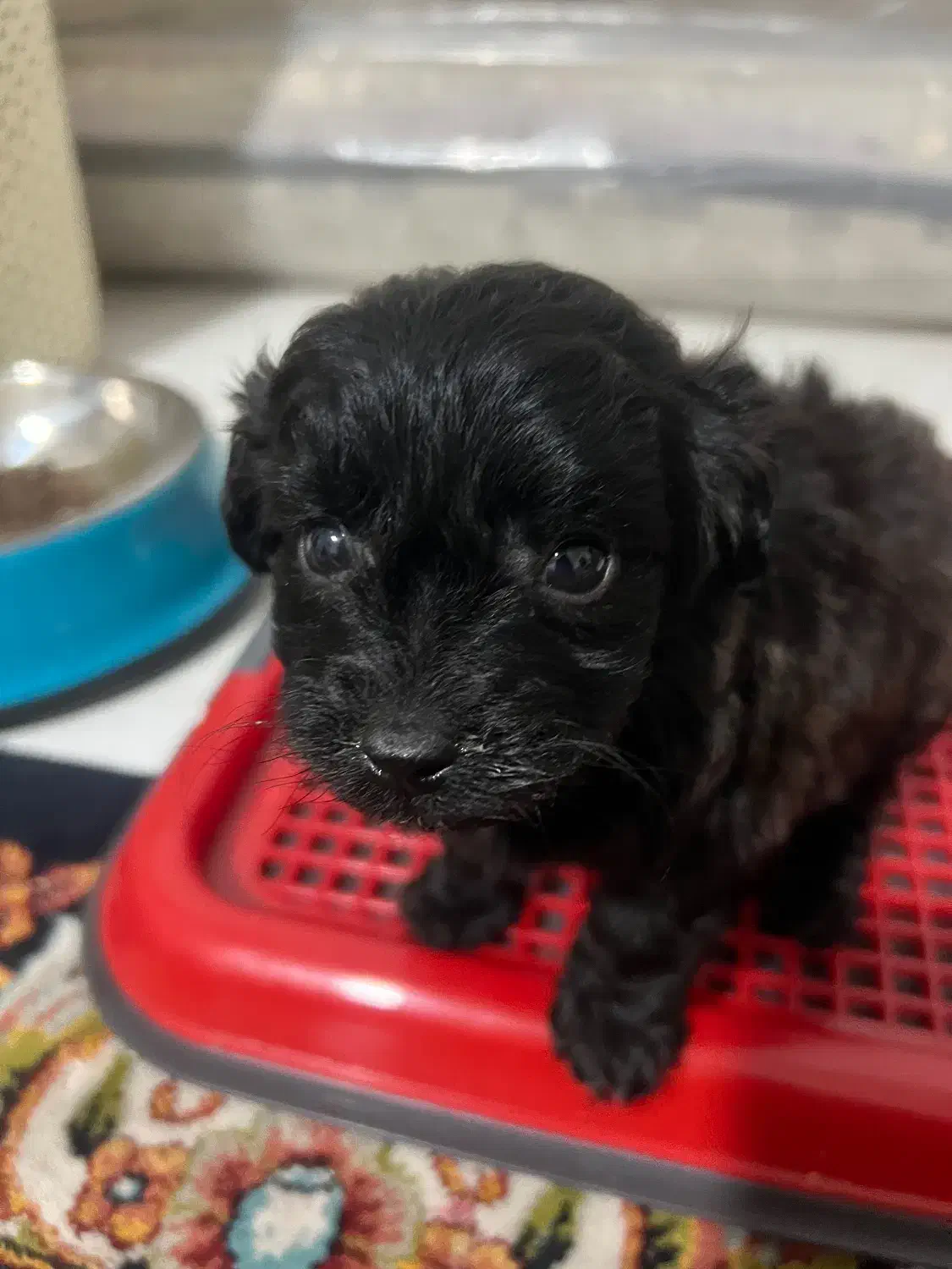 سگ پودل جیبی|سگ|مشهد, شهرک امام هادی (شهرک غرب)|دیوار