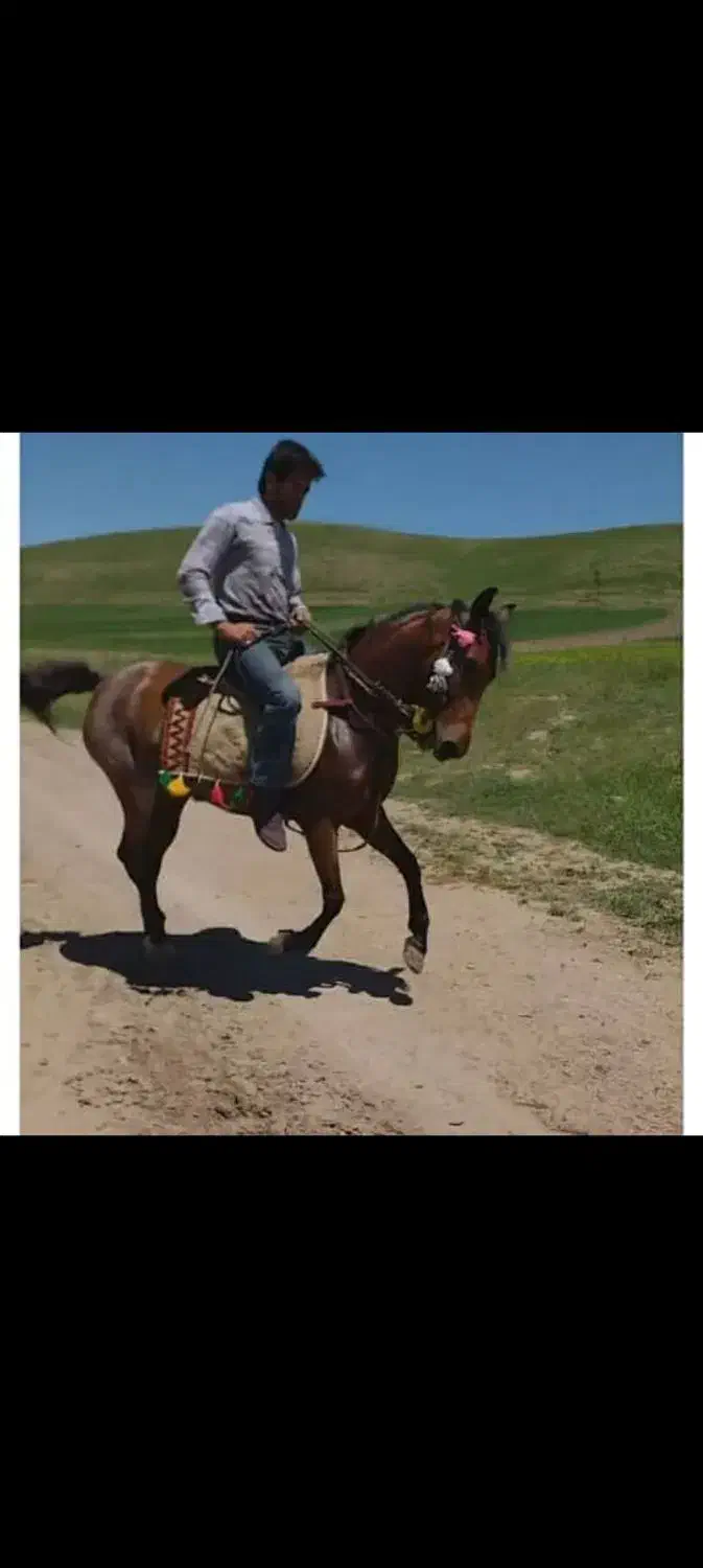 مادیان کرد ۸ساله|اسب و تجهیزات اسبسواری|ورزقان, |دیوار