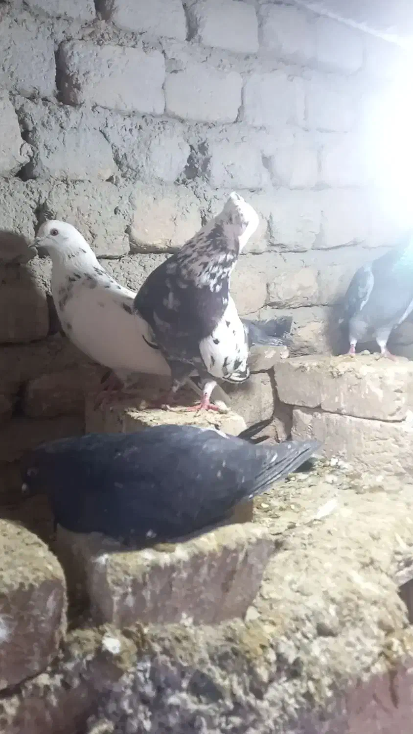 کبوتر|پرنده|گیان, |دیوار