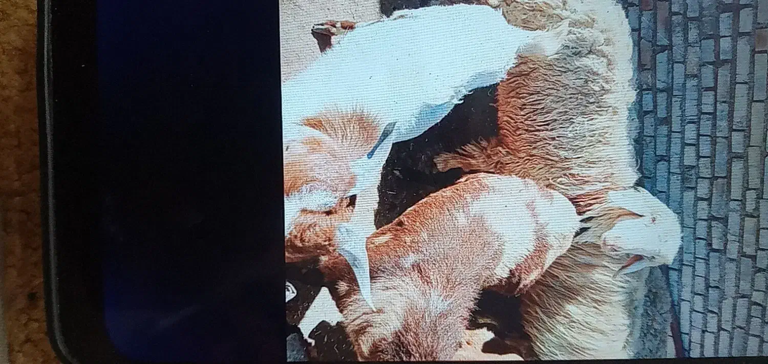 بزنر|حیوانات مزرعه|اهواز, اسماعیلیه|دیوار