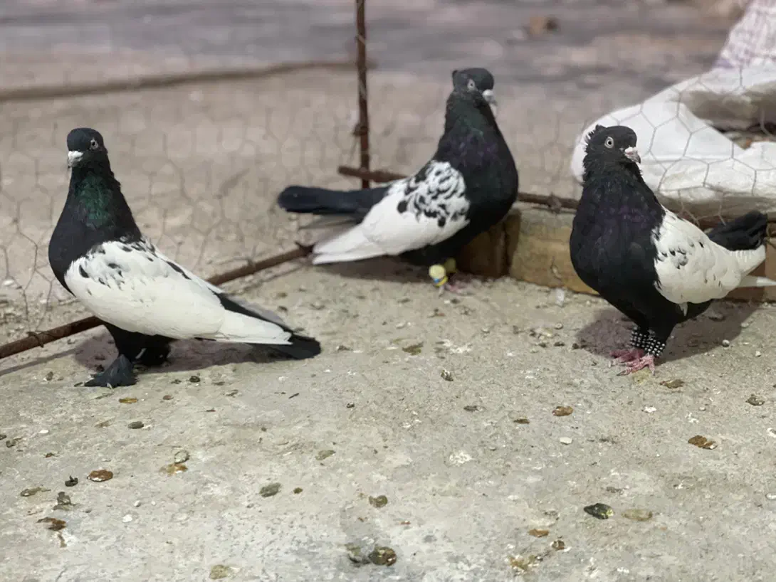سینه سیاه|پرنده|شیراز, آزادگان|دیوار