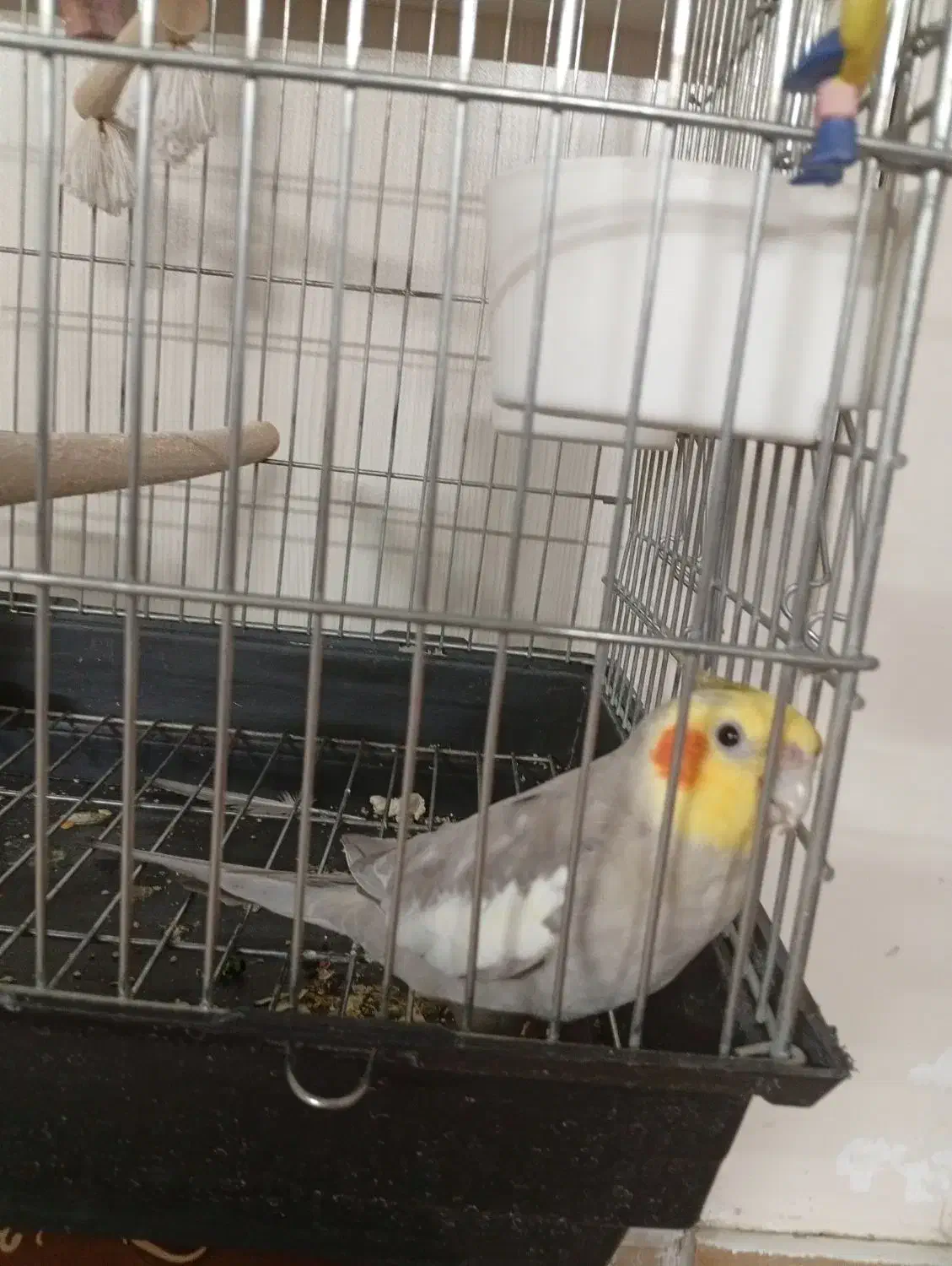 عروس هلندی نر سخنگو|پرنده|تهران, باغ خزانه|دیوار