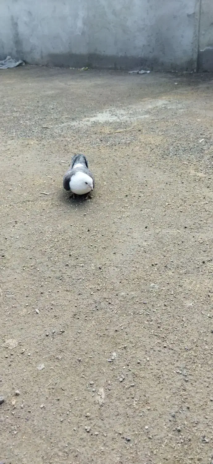 کفتر|حیوانات|نیشابور, فخریه|دیوار