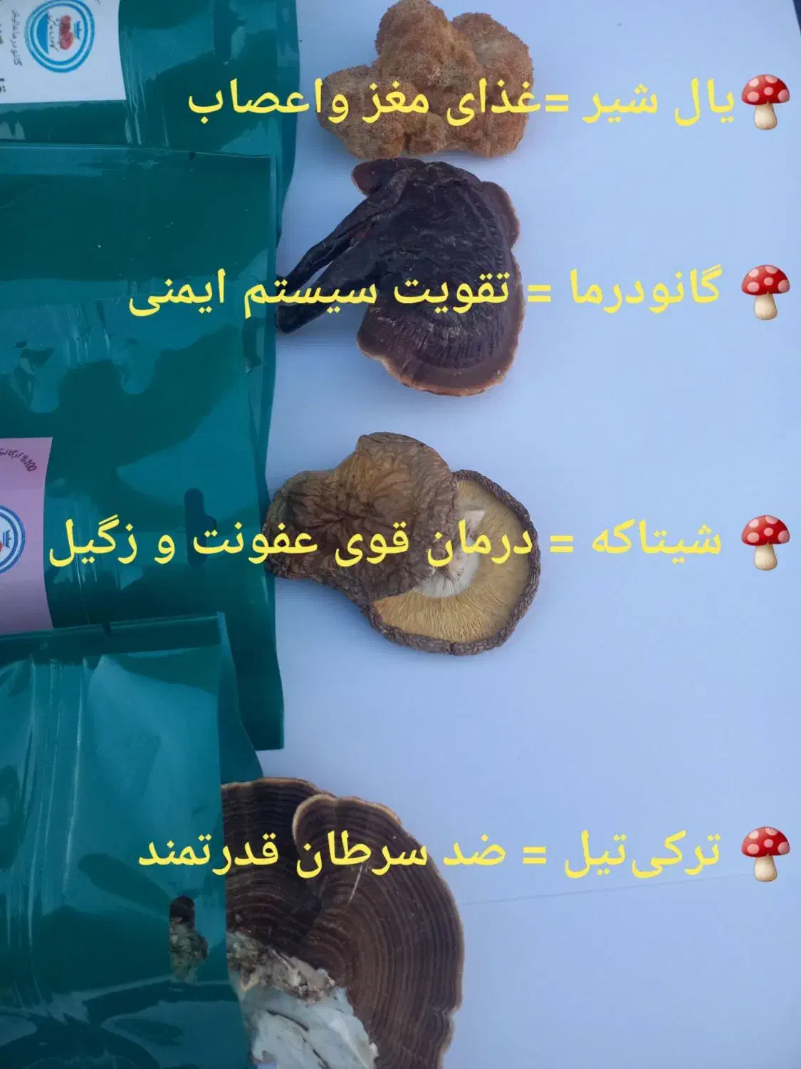قارچ شیتاکه گانودرما درمان زگیل تناسلی|آرایشی، بهداشتی، درمانی|گیلان غرب, |دیوار