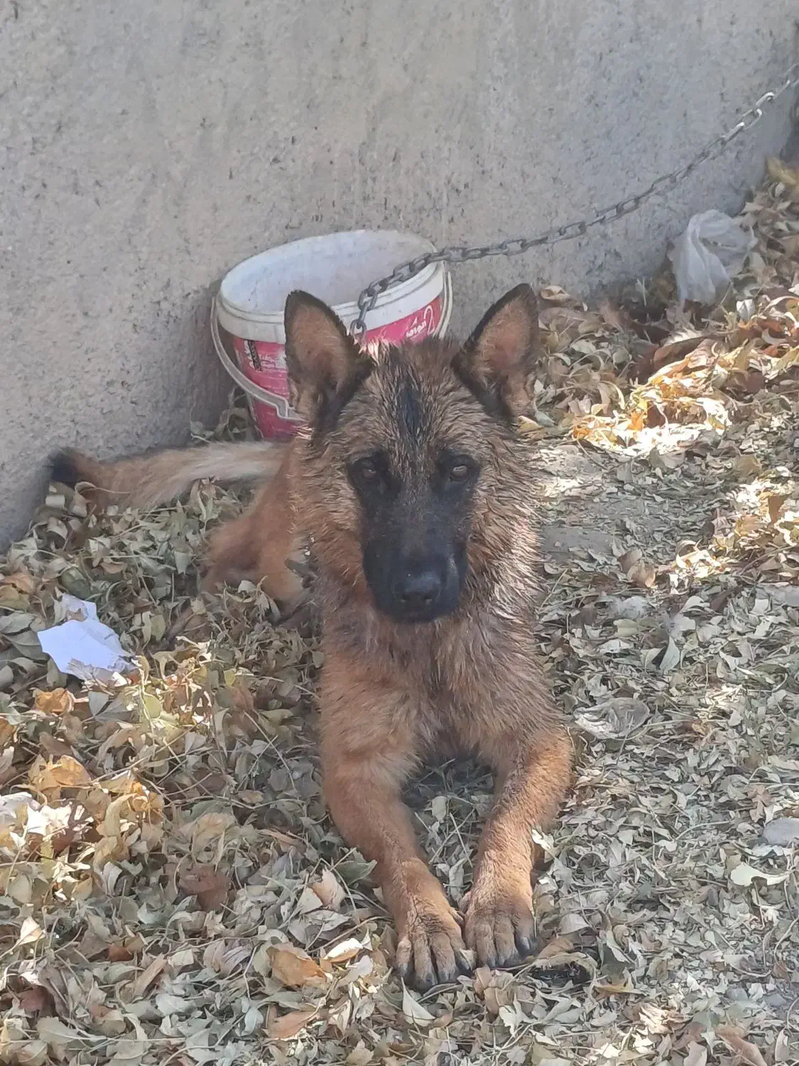 سگ مالینیوز وژرمن|سگ|مشهد, امیریه|دیوار