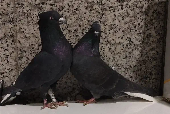 زاغ دم سفید ماده|پرنده|تهران, شهرک طالقانی|دیوار