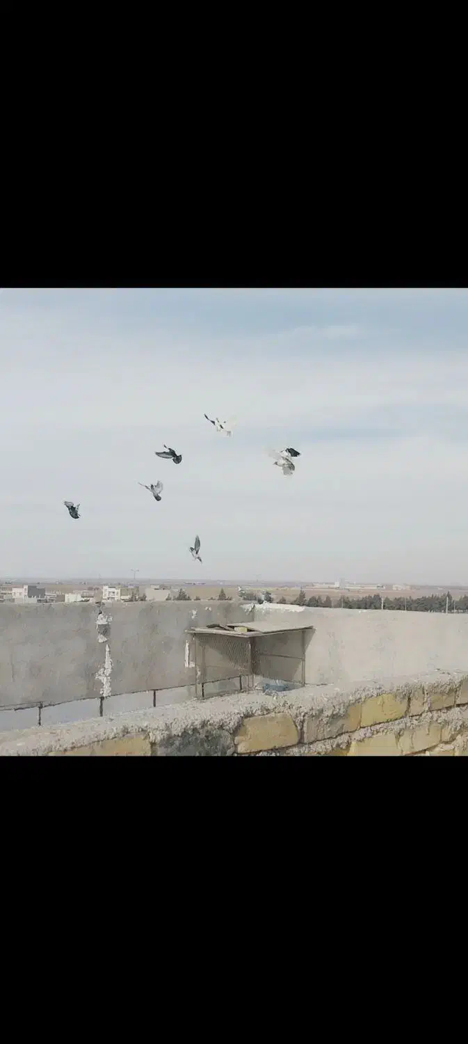 کبوتر پرشی ۲۱|پرنده|اسفرورین, |دیوار