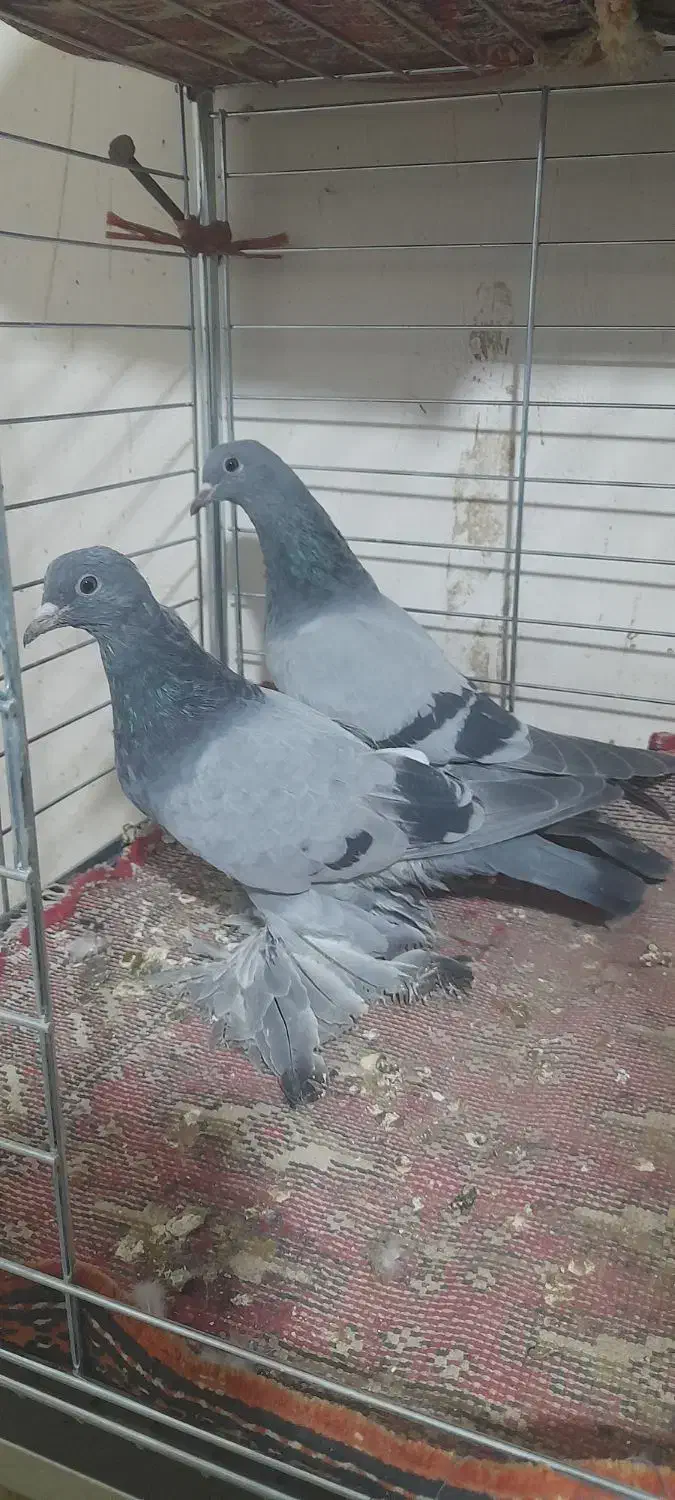 یک جفت یاهو قیمت ۲میلیون|پرنده|لالجین, |دیوار