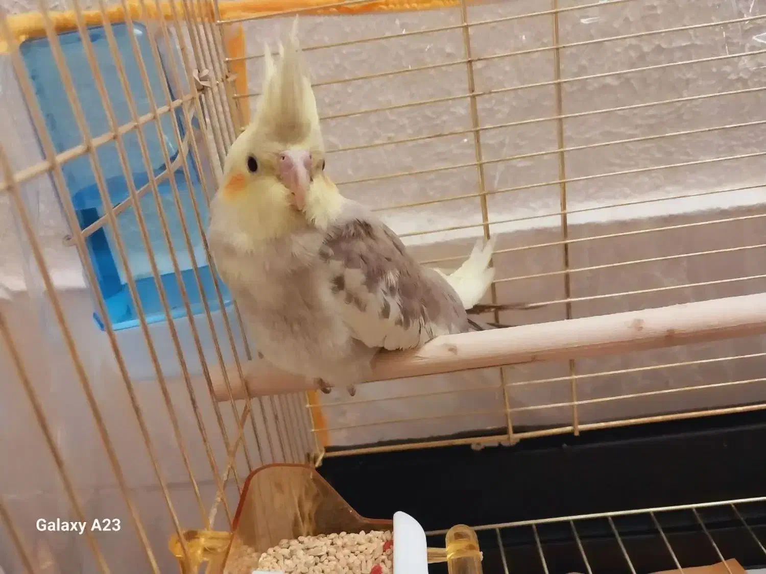 عروس هلندی  گمشده|حیوانات|مشهد, کوی پلیس|دیوار