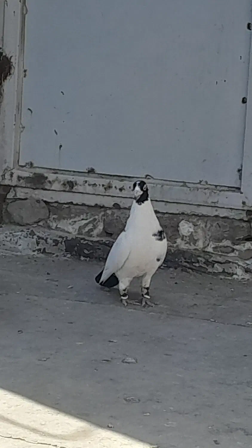 غول سیاه نر|پرنده|تربت جام, جامرود|دیوار