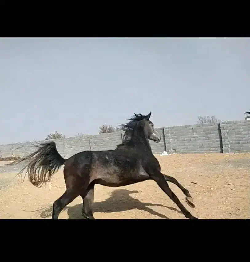 مادیان|اسب و تجهیزات اسبسواری|مبارکه, |دیوار