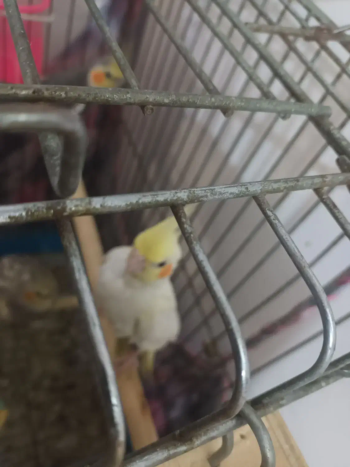 عروس هلندی|پرنده|بومهن, |دیوار