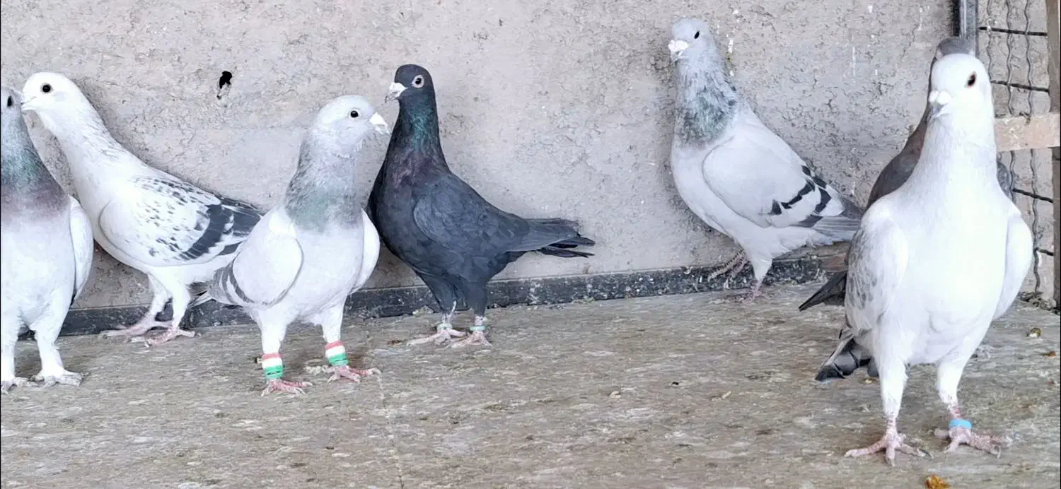 کبوتر پرشی|پرنده|بیرجند, |دیوار