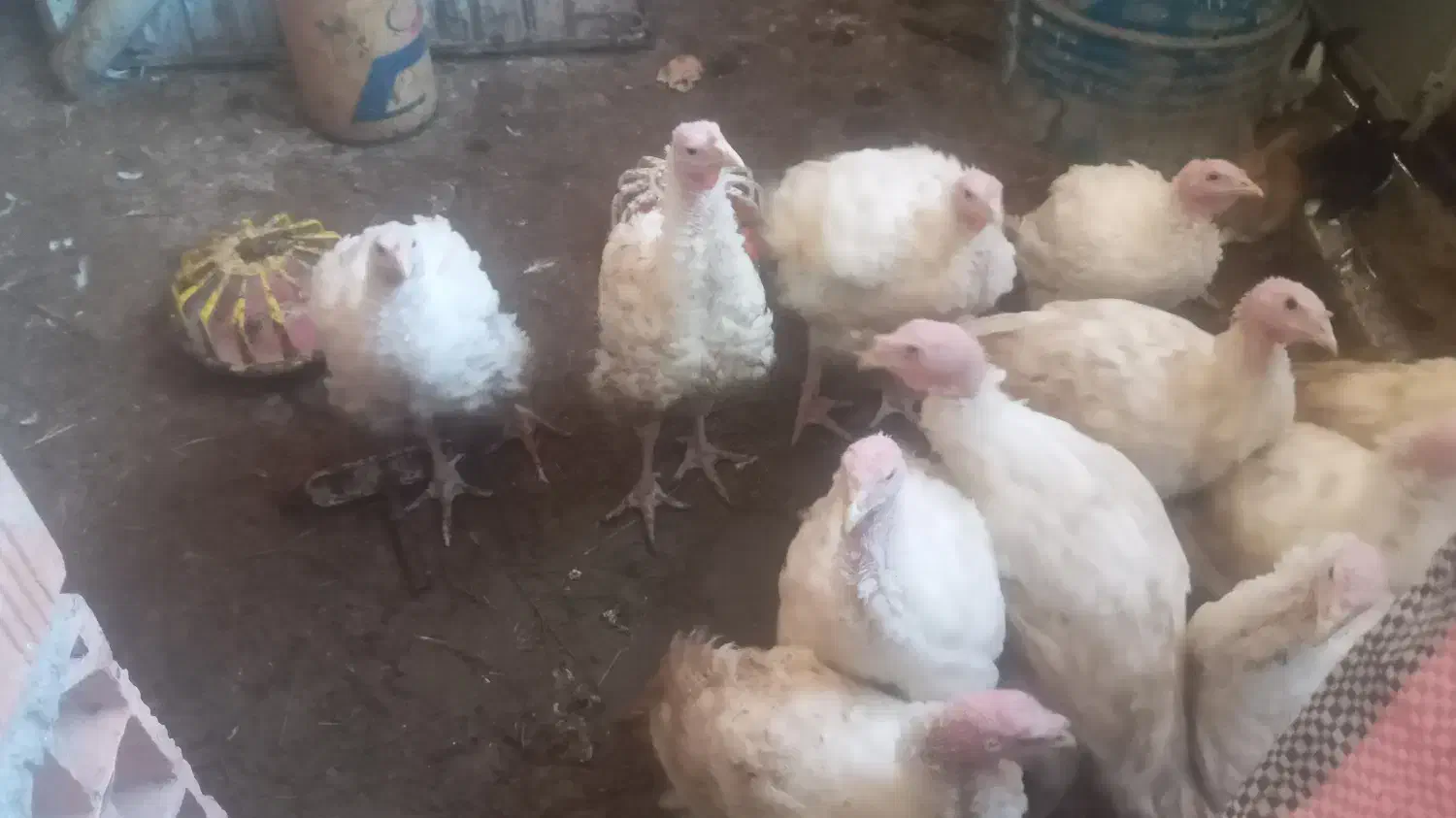 فروش بقلمون ۶ کیلو ۲ ماهه|حیوانات مزرعه|خان ببین, |دیوار