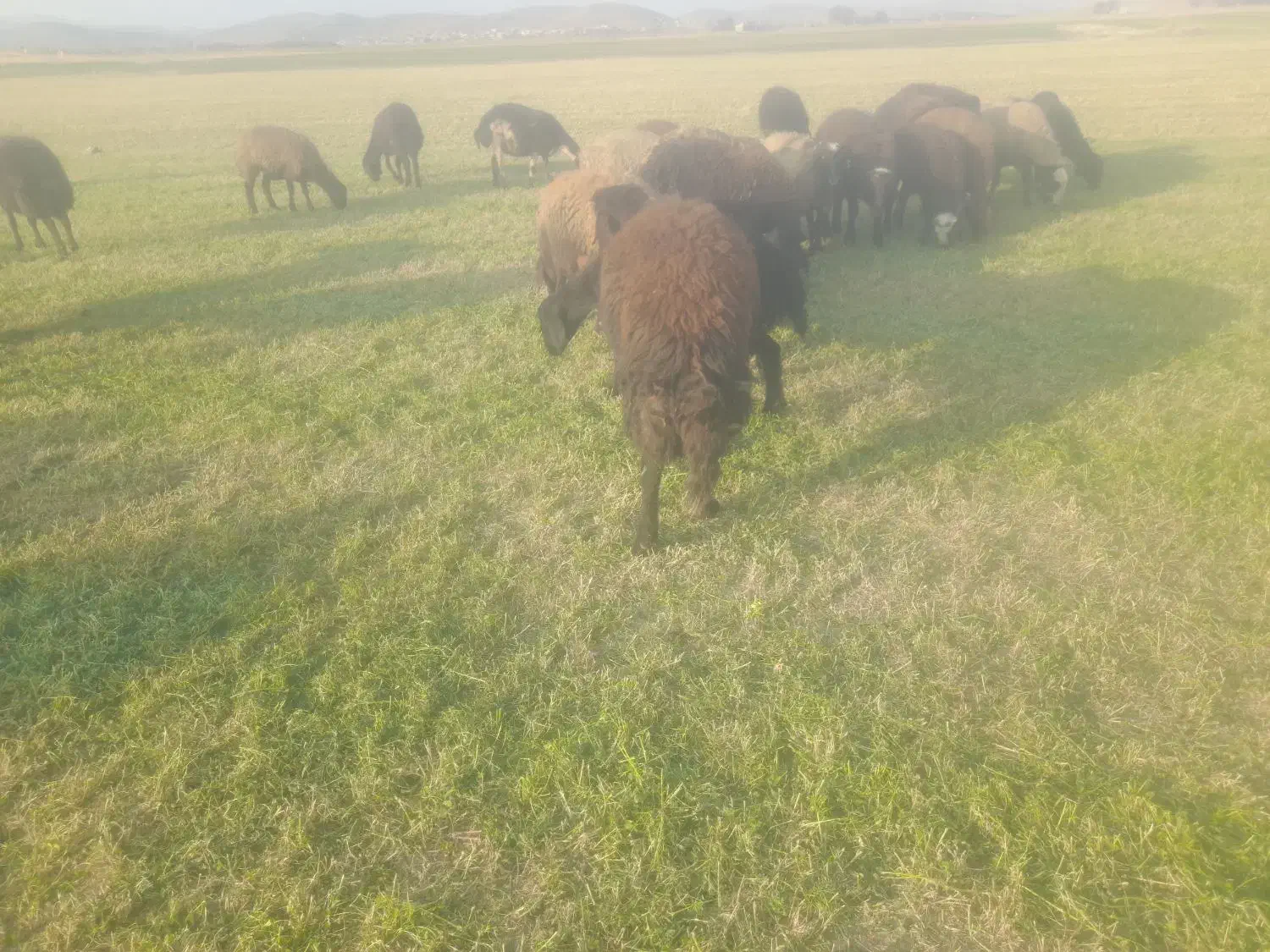 بره ماده چاق وقوچ3شیره جنس|حیوانات مزرعه|کنگاور, |دیوار