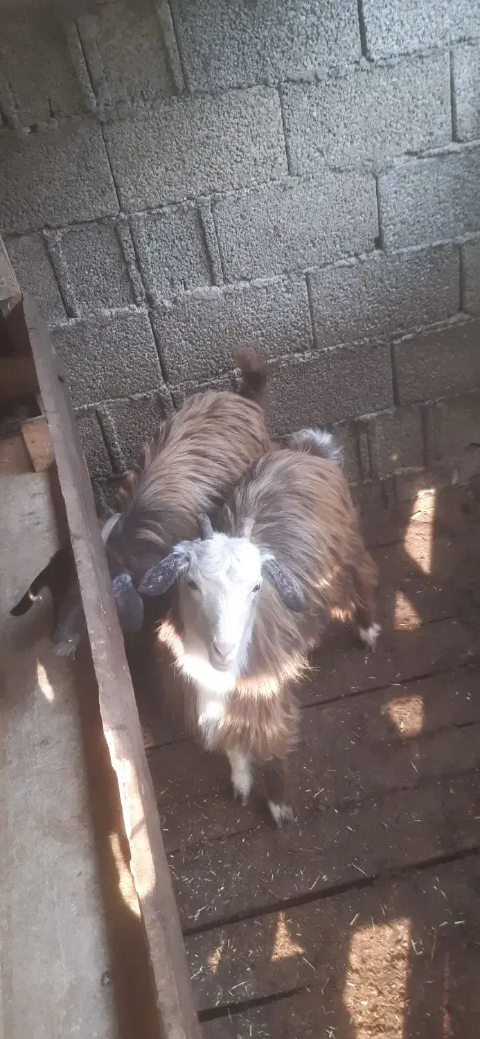 بزغاله بز خوشگل|حیوانات مزرعه|ماکلوان, |دیوار