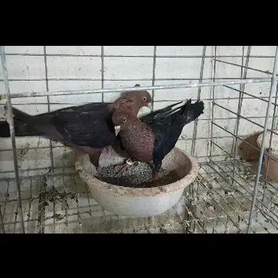 کبوتر آرشینگل مولد با جوجه دونخور|پرنده|باغستان, |دیوار