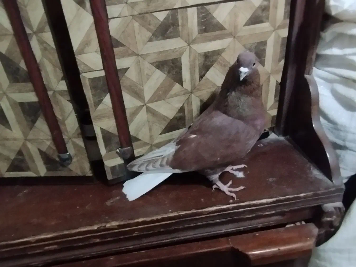 کبوتر طوقی|پرنده|بروجرد, |دیوار