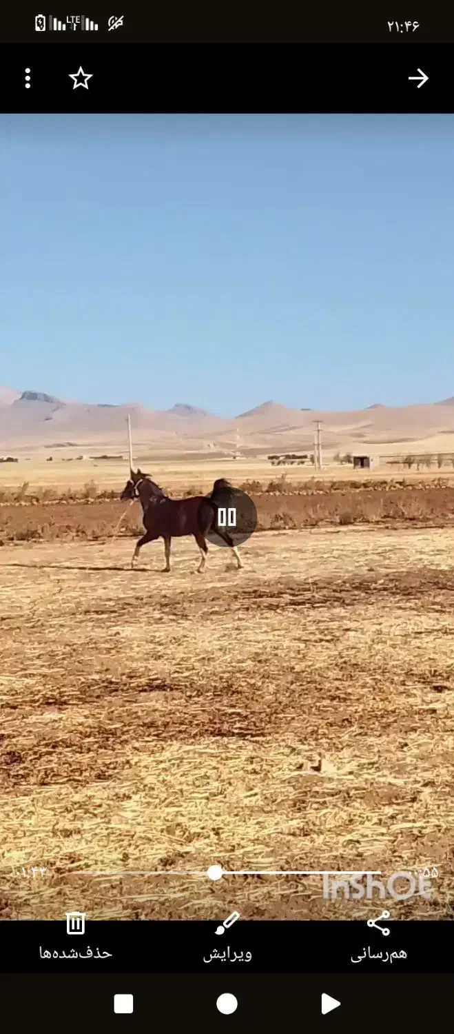 کره اسب جوان|اسب و تجهیزات اسبسواری|فیروزآباد, |دیوار